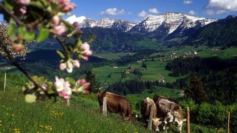 Fewo Alpengloeckchen, Oberstaufen/Steibis Exterior foto